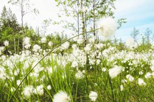 Mielenvireys ry - Artikkelitausta